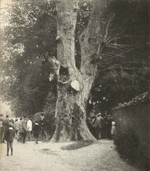Jo Pullen&rsquo;s tree