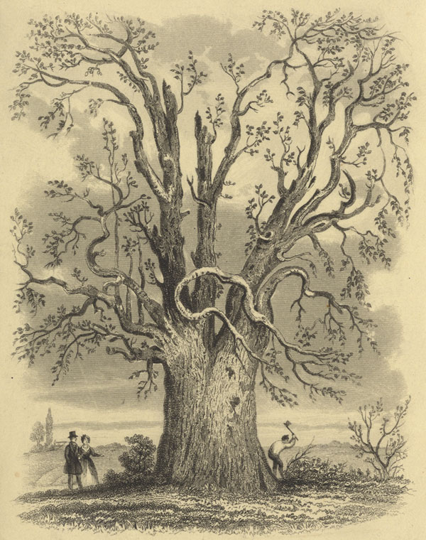 Jo Pullen's tree