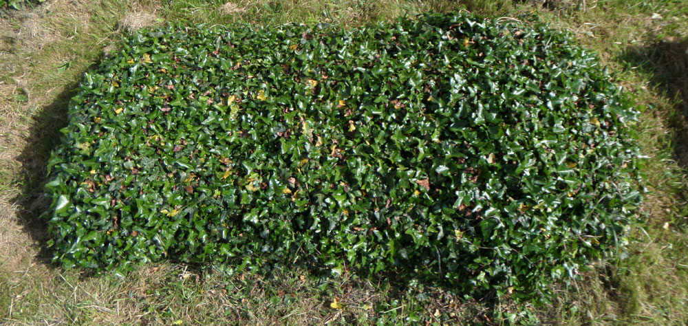 Godfrey grave