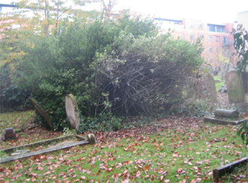 Brambles